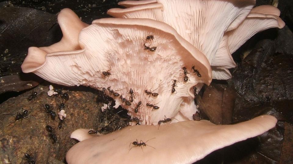 Euprenolepis procera na hlívě